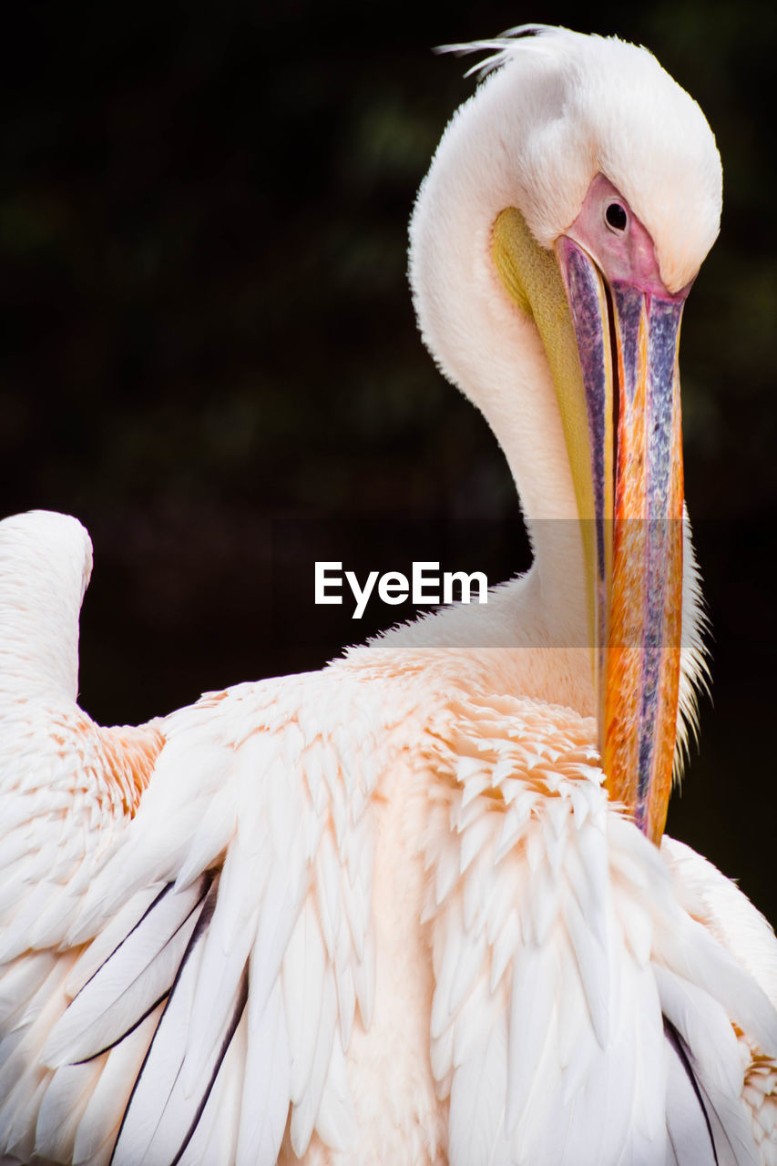 Close-up of pelican