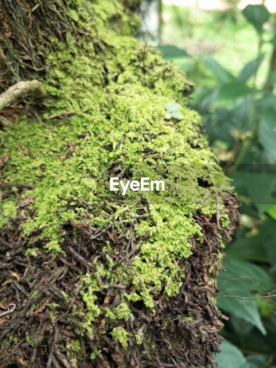 CLOSE-UP OF MOSS GROWING ON TREE