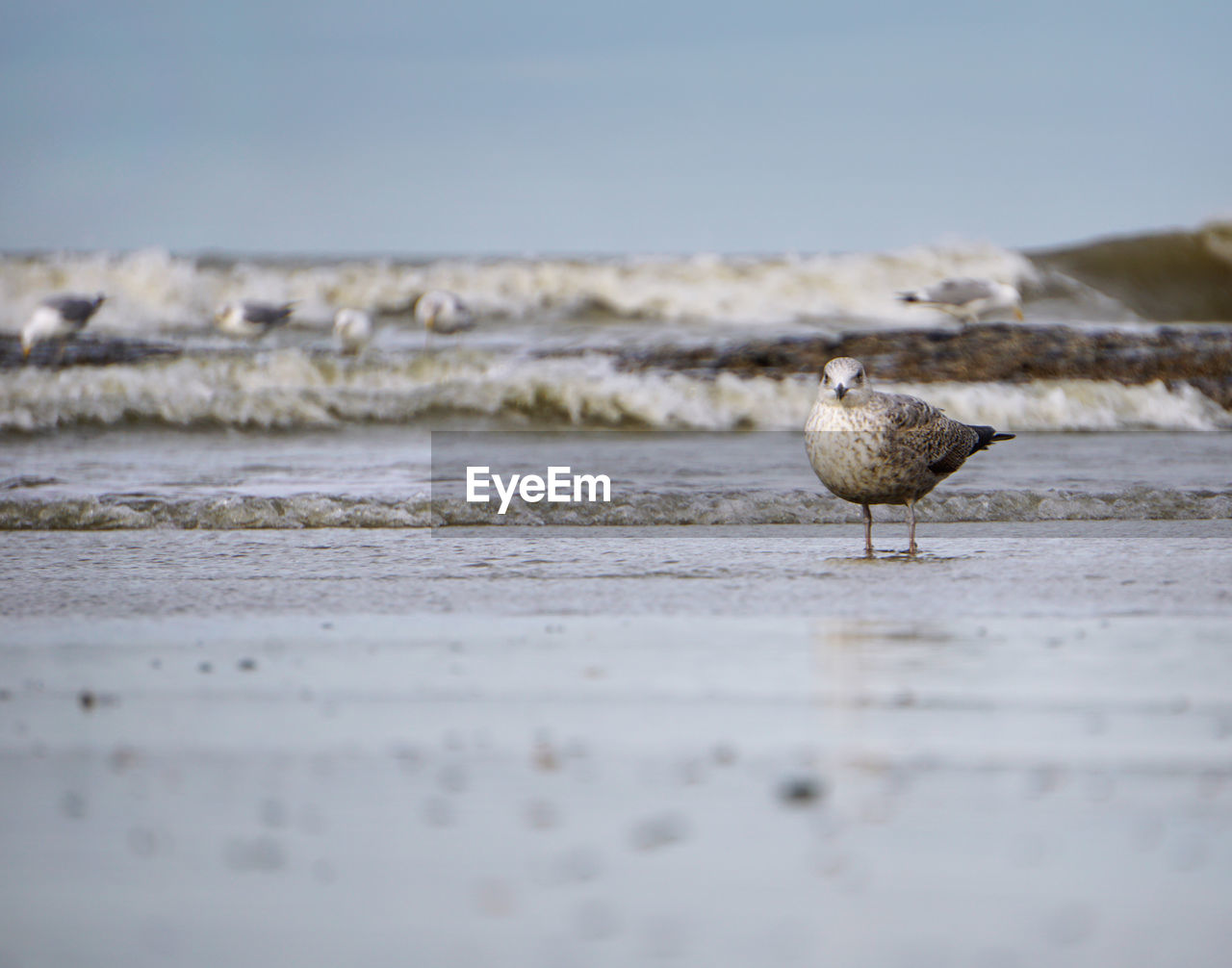 Surface level of bird on shore