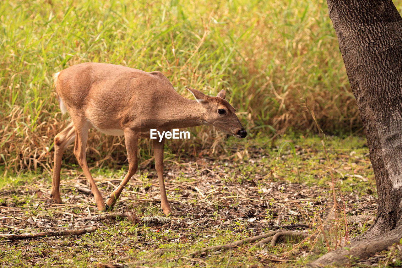 White-tailed deer odocoileus virginianus forages for clover in the wetland 