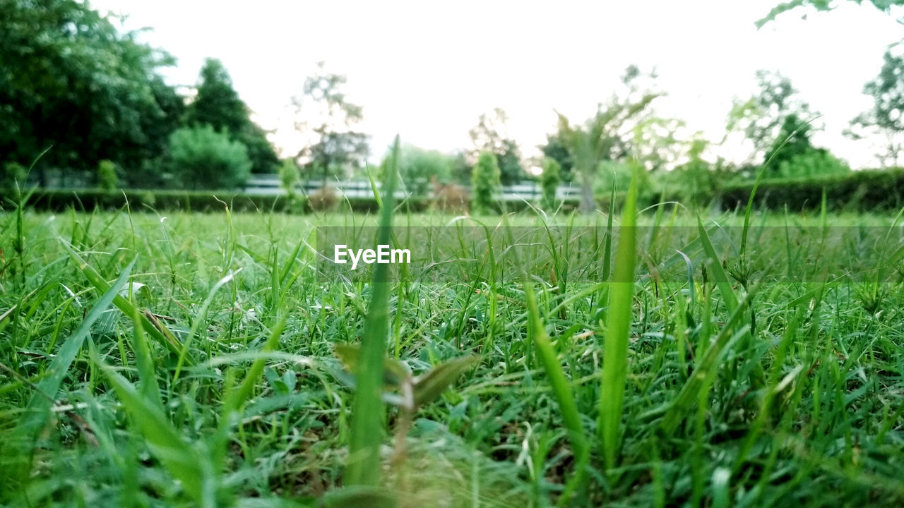 CLOSE-UP OF GRASS ON FIELD