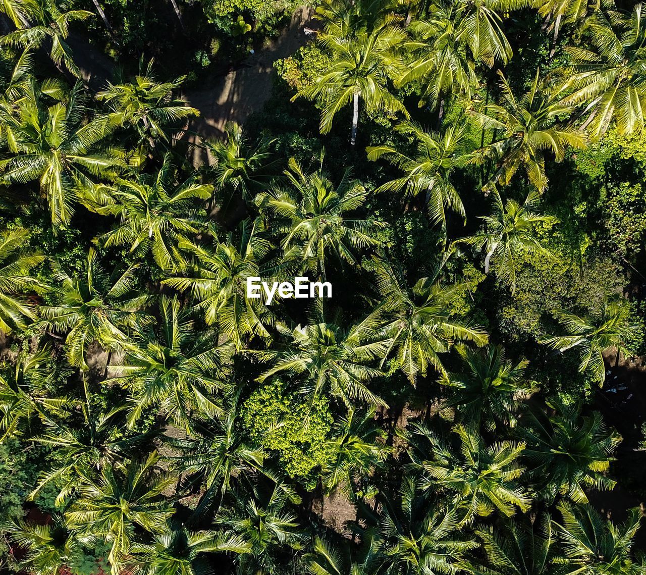 Aerial view of palms growing outdoors