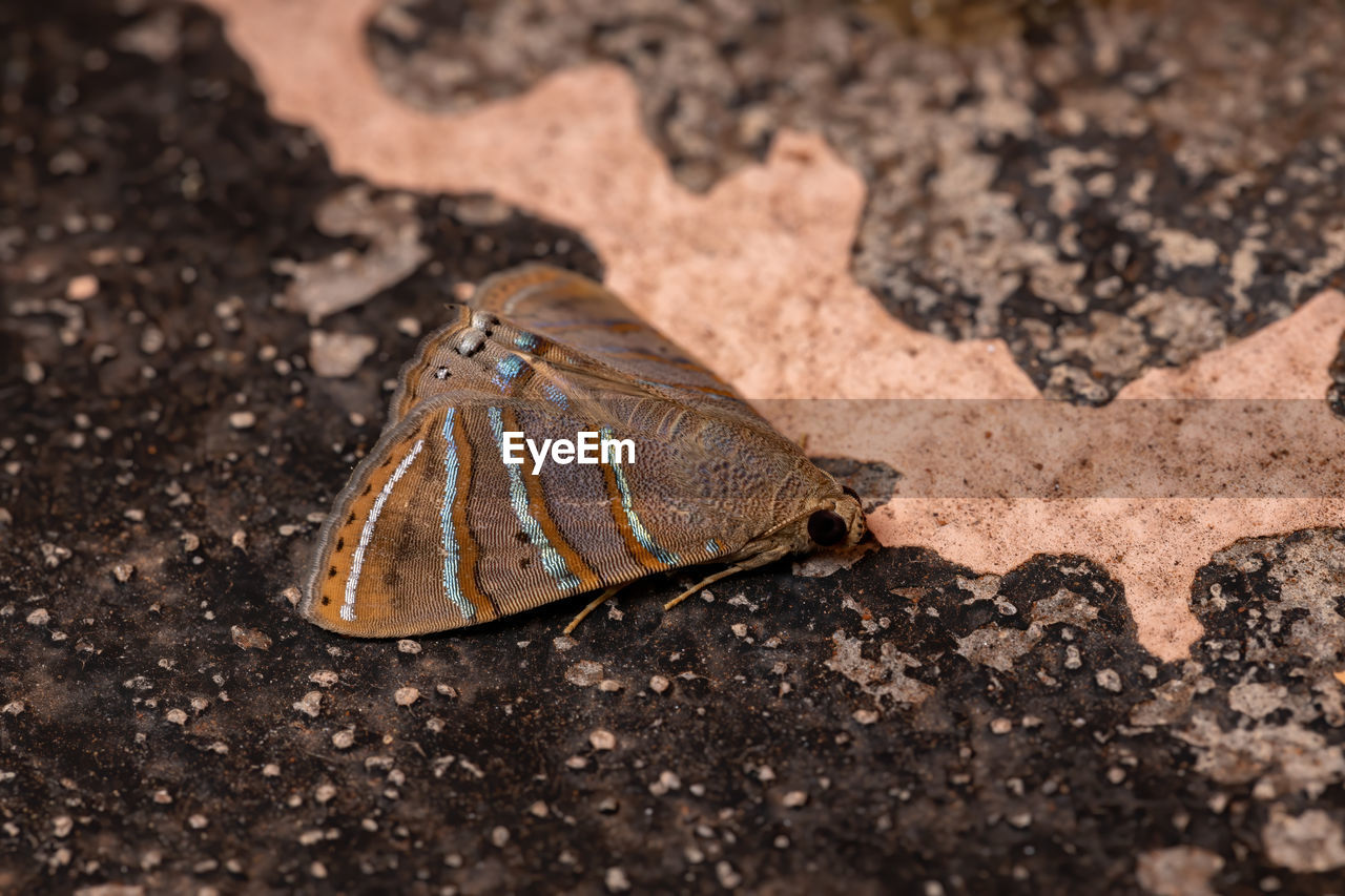 HIGH ANGLE VIEW OF INSECT ON ROCK IN LAND