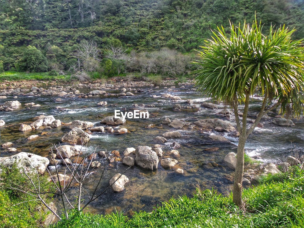 Plants growing on landscape