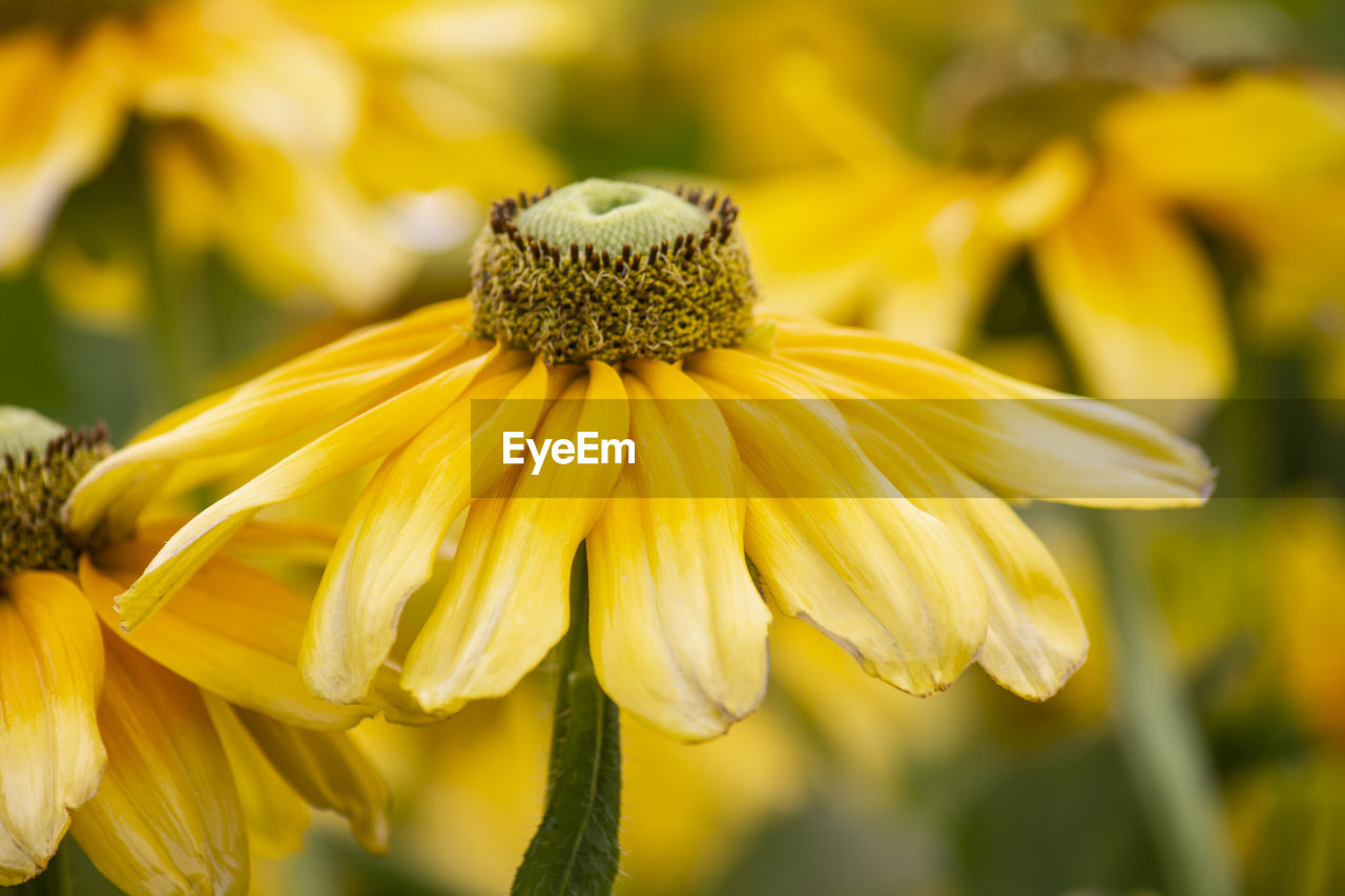 Close-up of yellow daisy flower