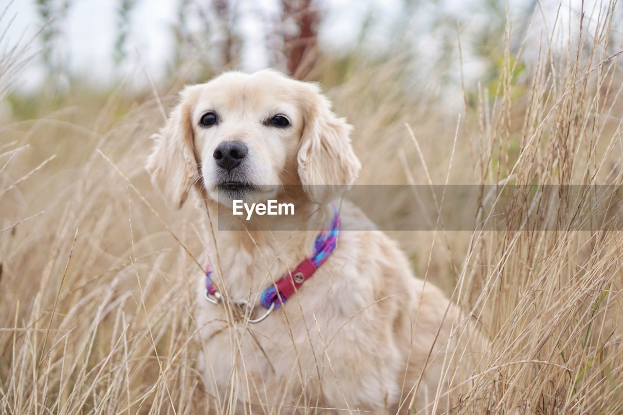 PORTRAIT OF DOG ON GRASS