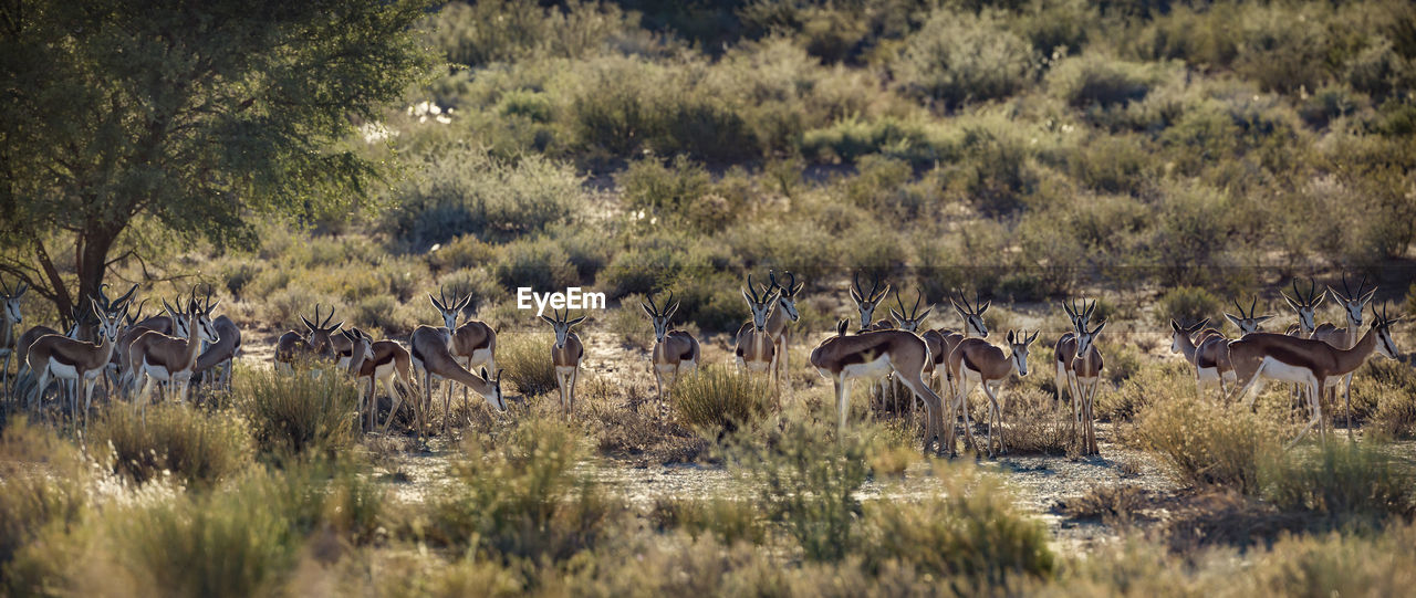 Springbok herd standing in backlit in kgalagari transfrontier park, south africa