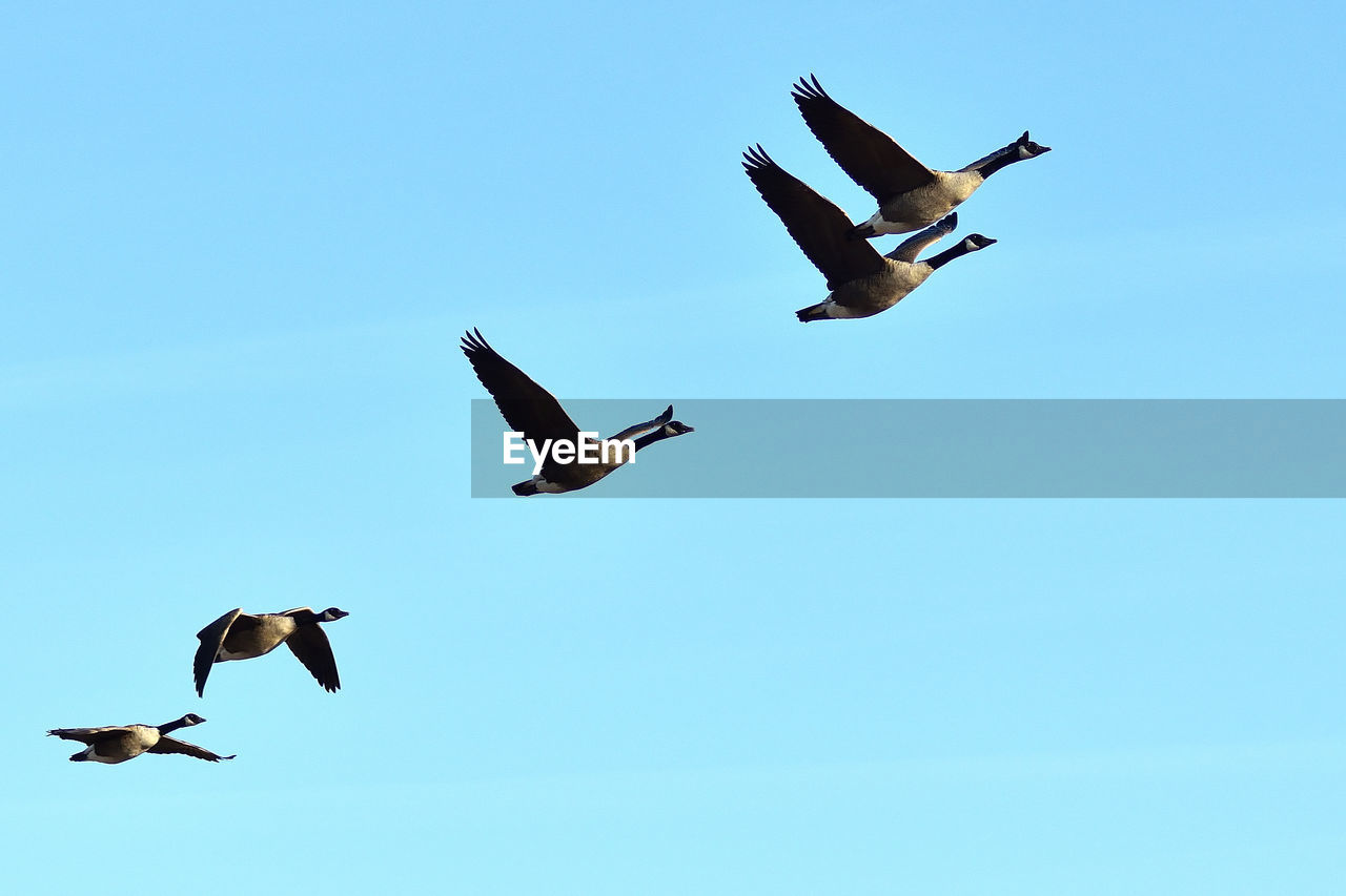 LOW ANGLE VIEW OF SEAGULLS FLYING AGAINST CLEAR SKY