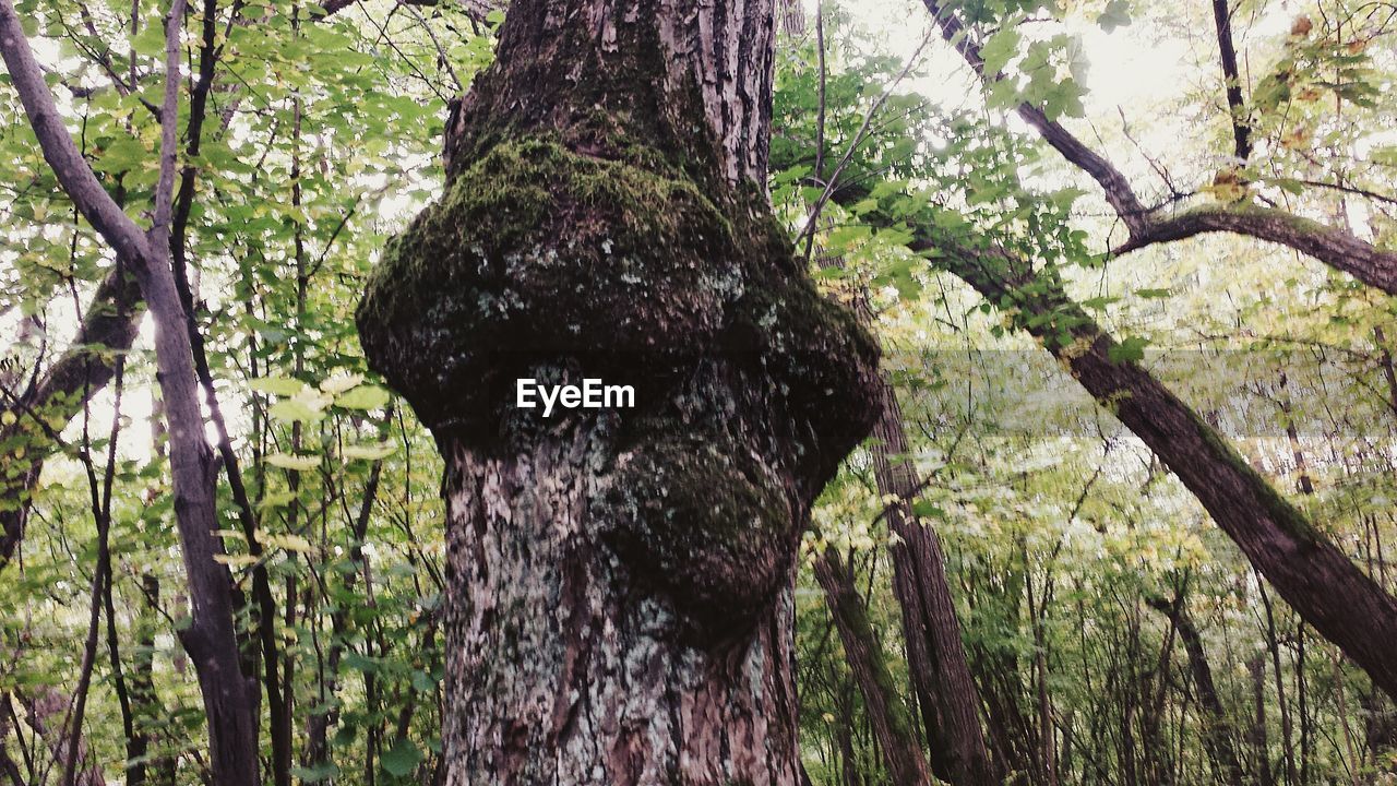 LOW ANGLE VIEW OF TREES IN FOREST