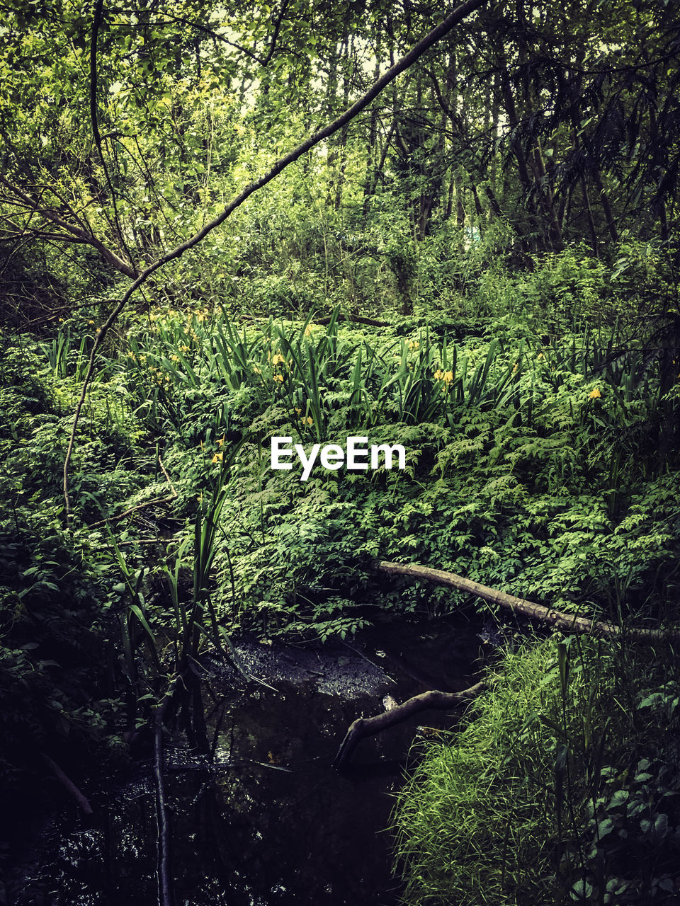 VIEW OF TREES IN FOREST