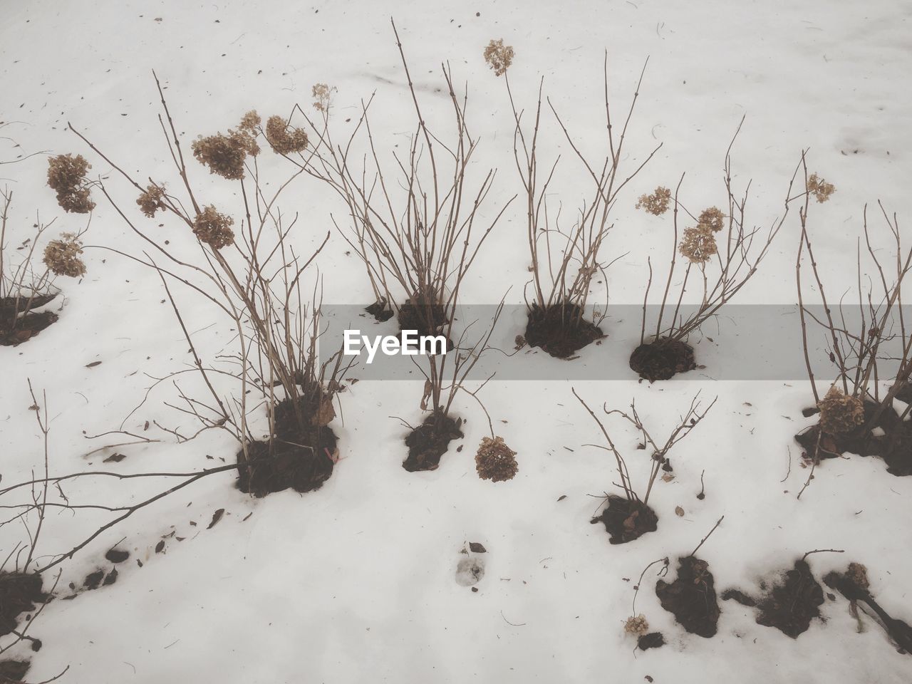 High angle view of plants on snowcapped field