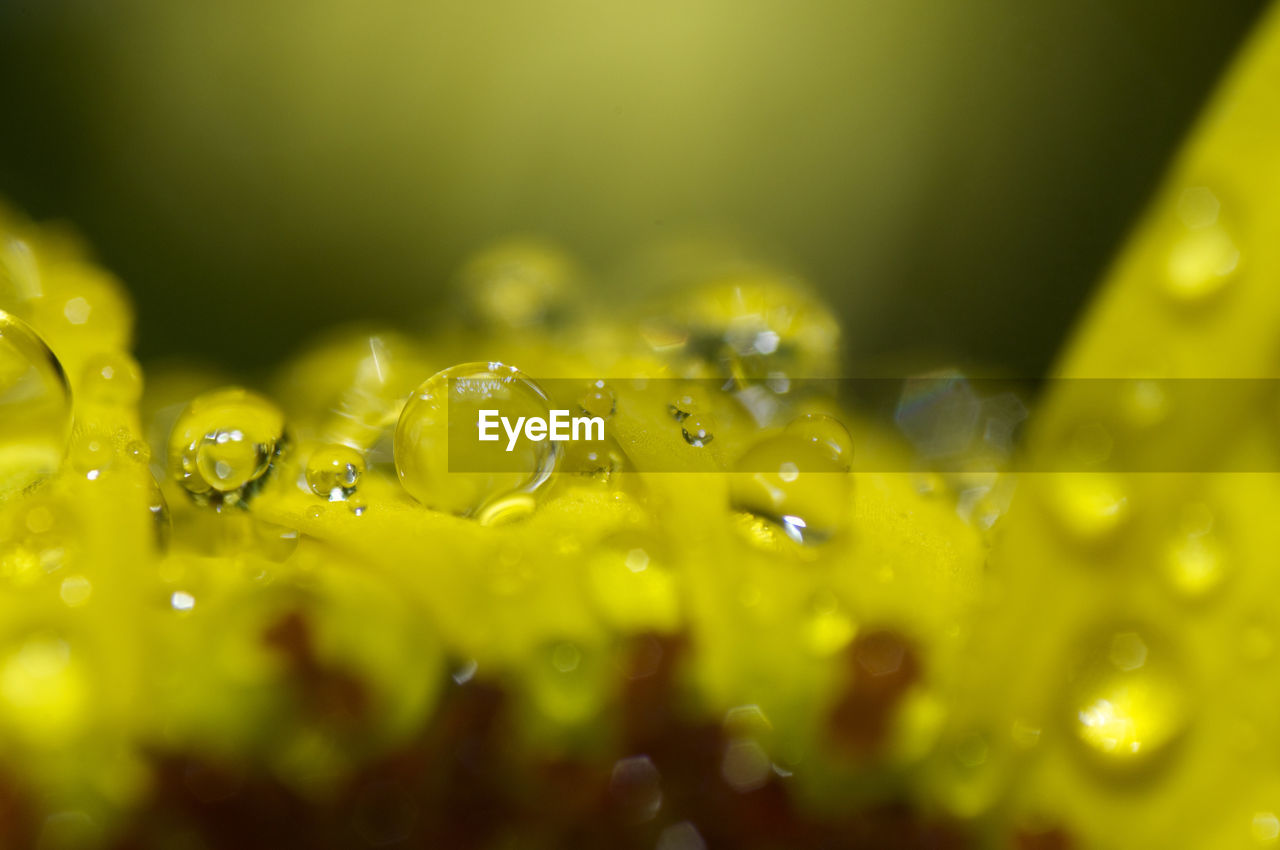 WATER DROPS ON YELLOW LEAF