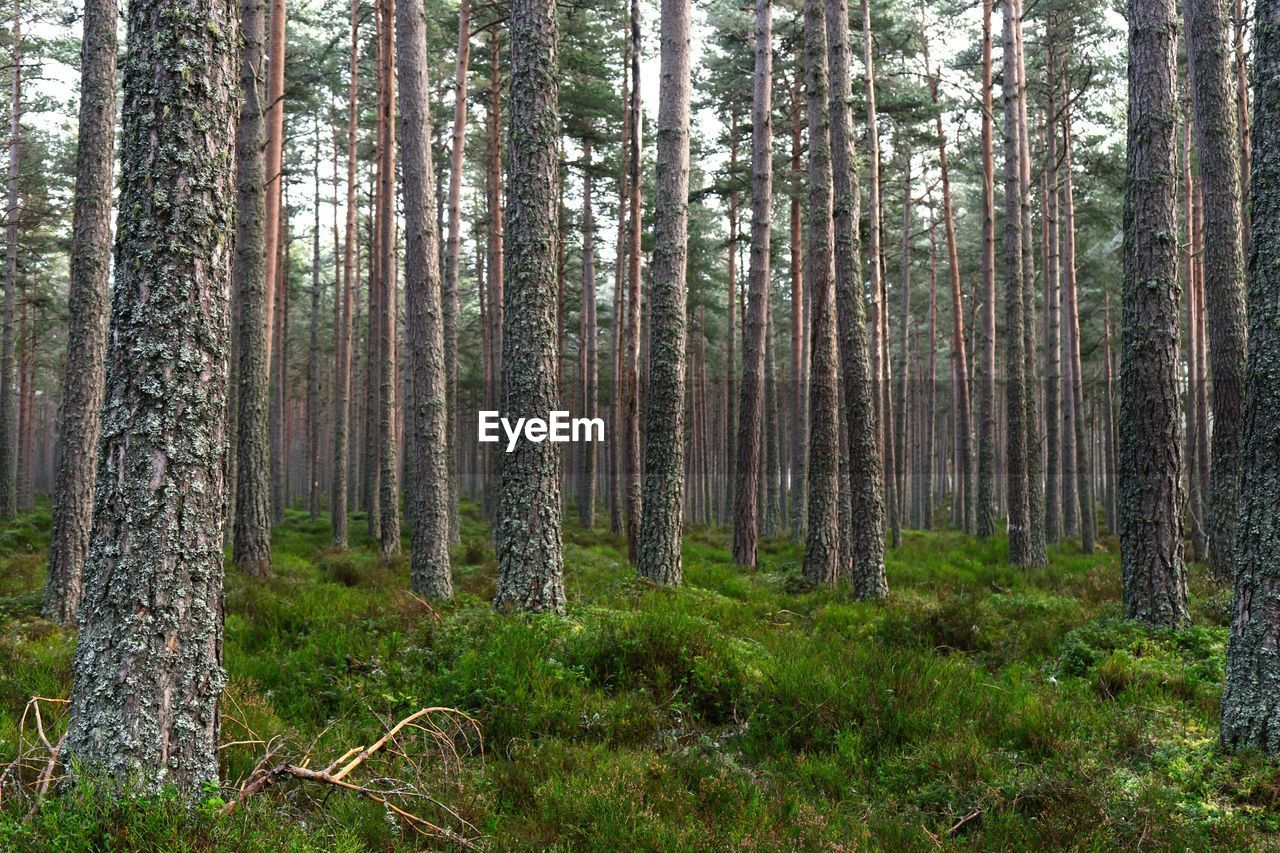 Trees growing in forest