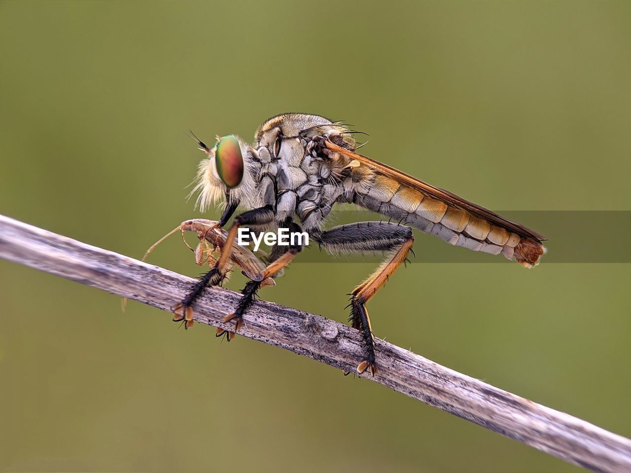 close-up of insect on twig