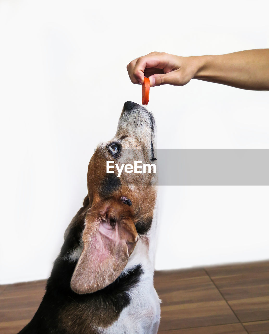 Close-up of hand feeding dog against white background