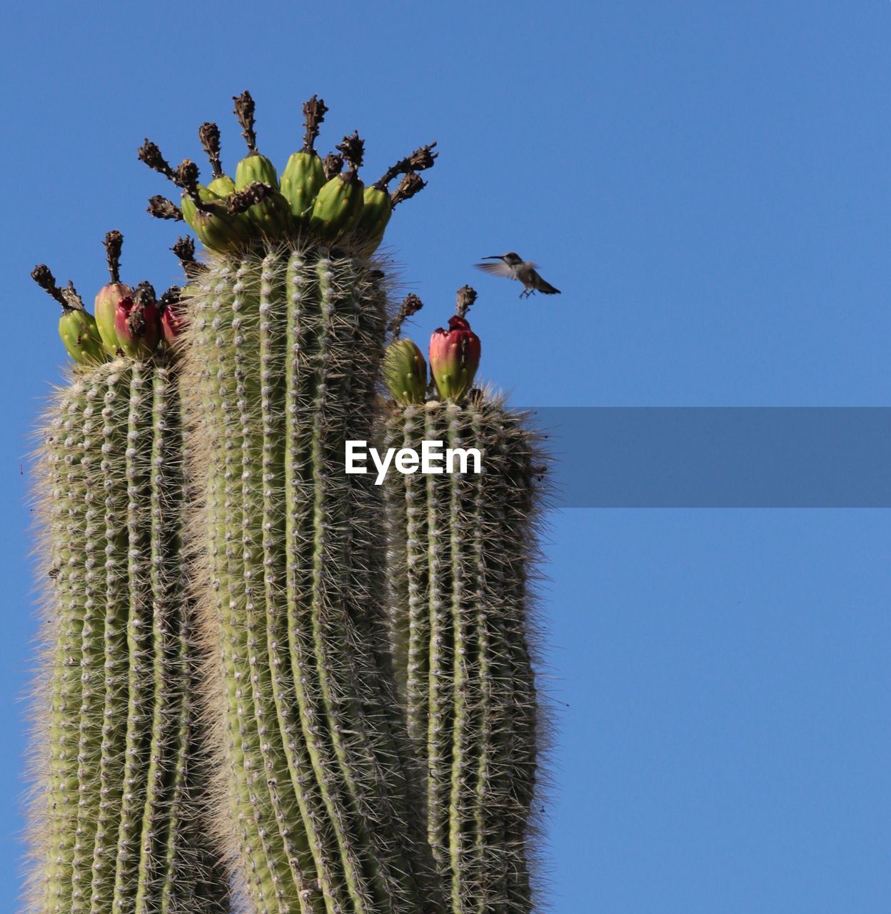 LOW ANGLE VIEW OF CACTUS AGAINST BLUE SKY