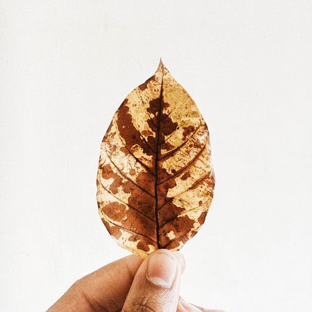 CROPPED IMAGE OF HAND HOLDING LEAF OVER WHITE BACKGROUND