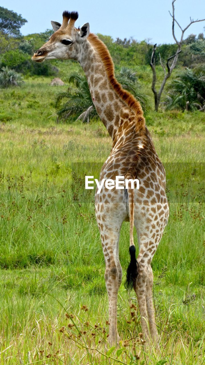 Giraffe on field