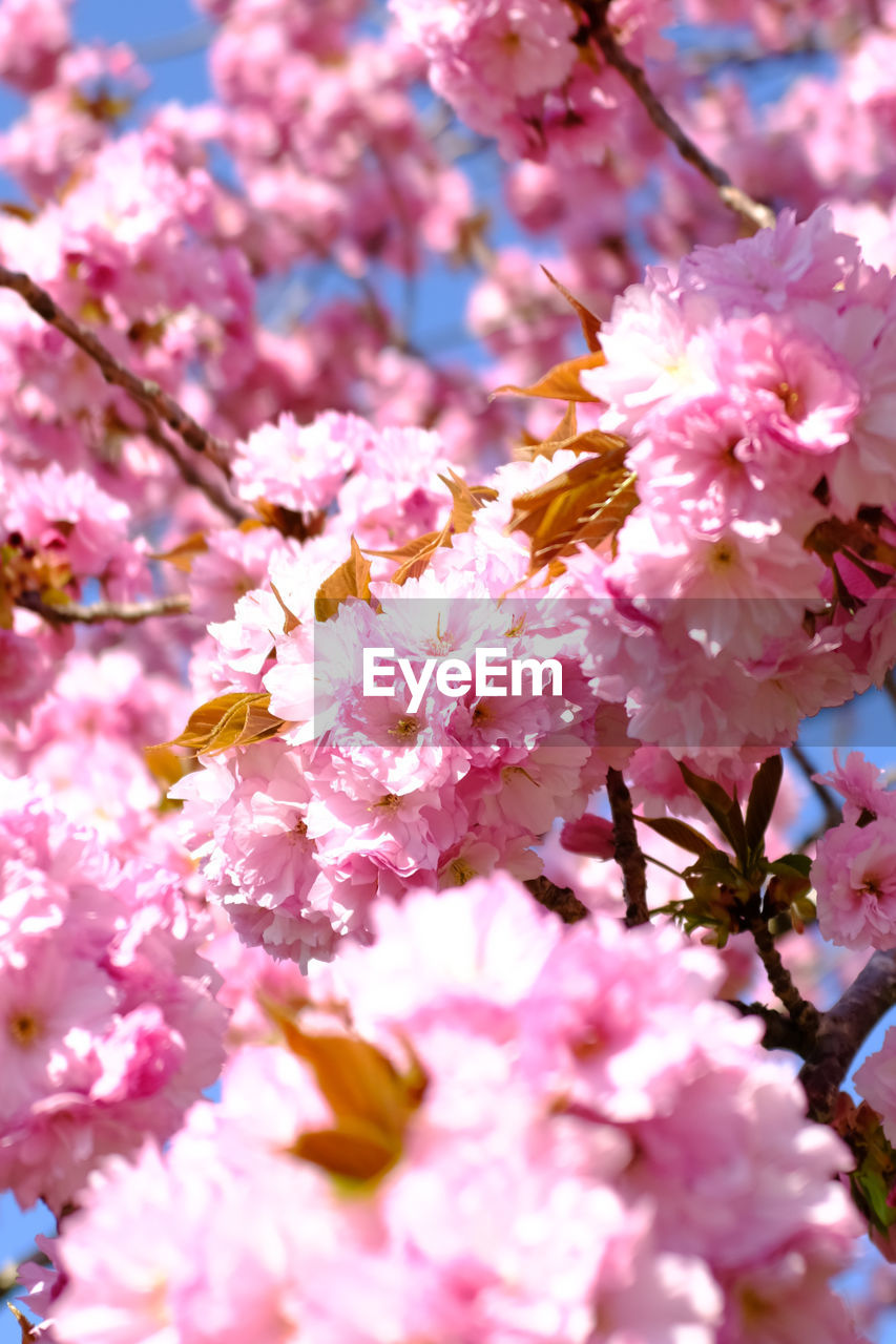 CLOSE-UP OF PINK CHERRY BLOSSOM