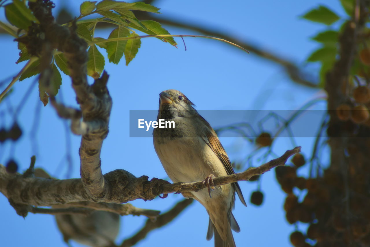 Low angle view of bird perching on branch