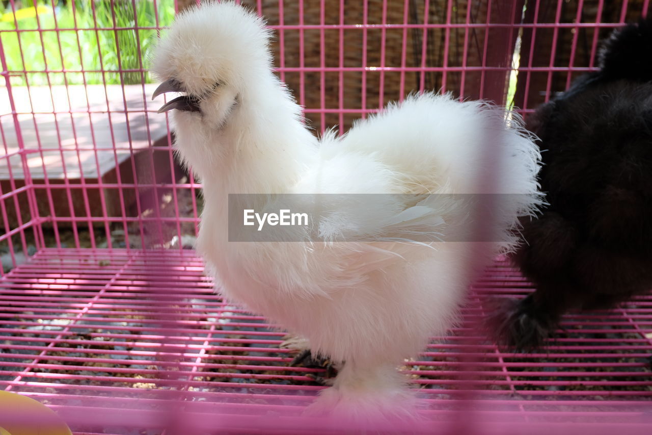 Close-up of chicken in cage