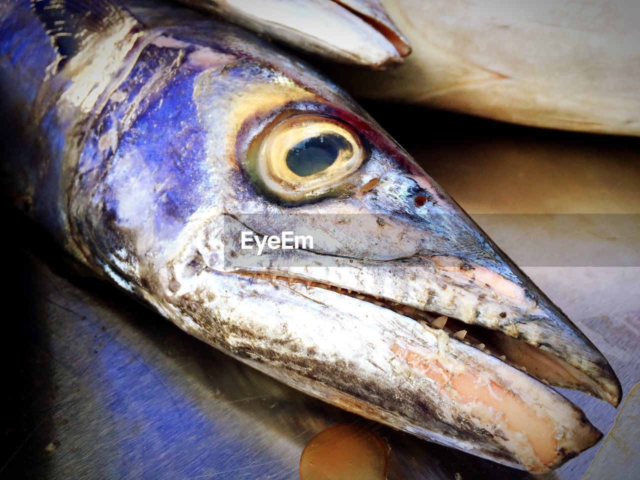 Close-up of dead fish