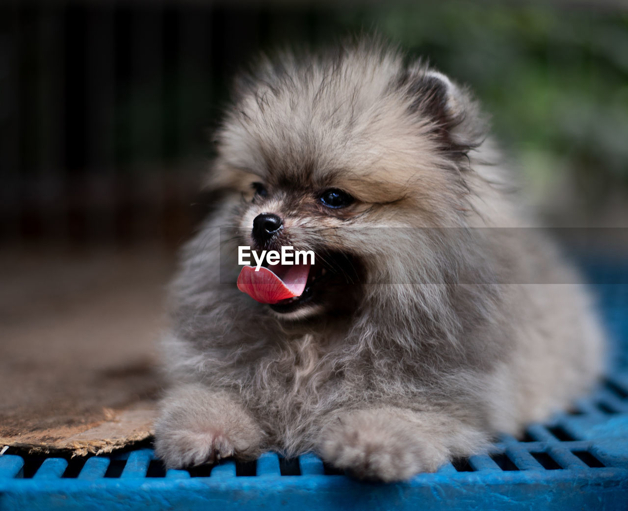 Dark brown fluffy pomeranian puppy lying in the cage with smile