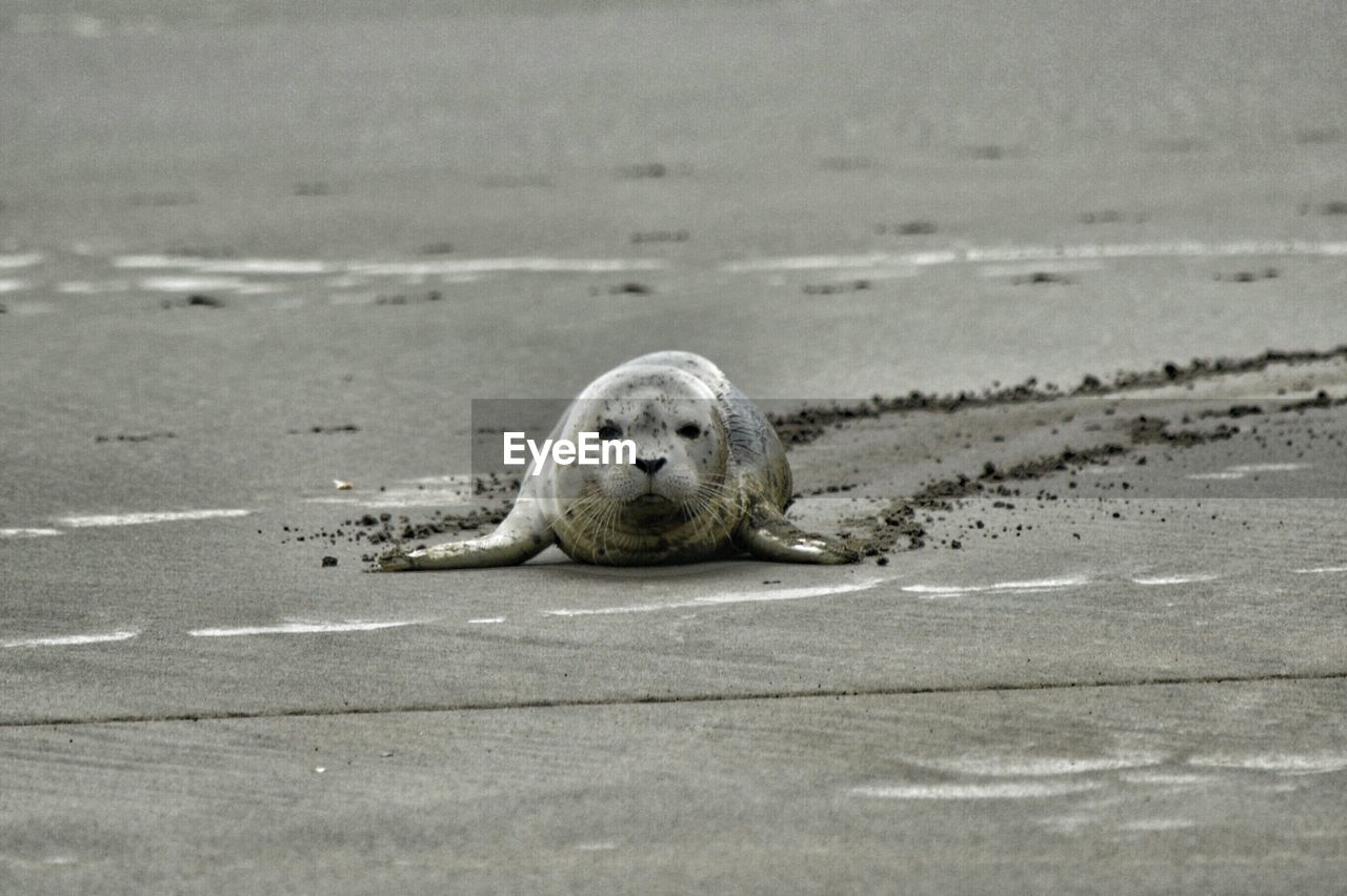 Seal on beach