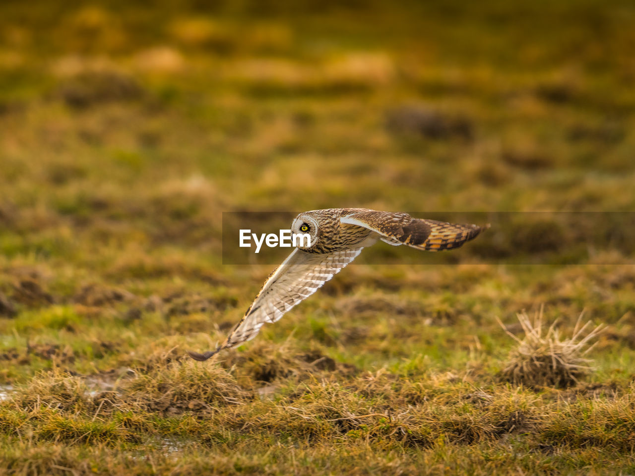 Owl flying on grassy field