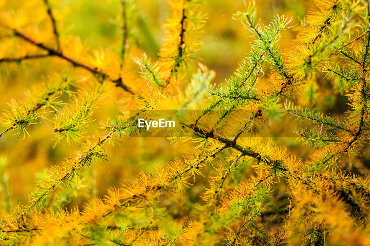 CLOSE-UP OF YELLOW FLOWERS ON BRANCH