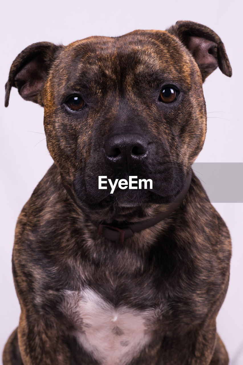 Close-up portrait of dog against white background