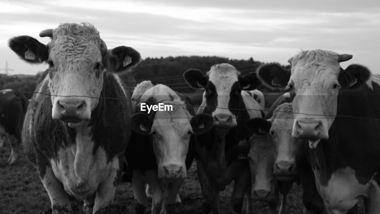 PORTRAIT OF COWS STANDING IN FIELD