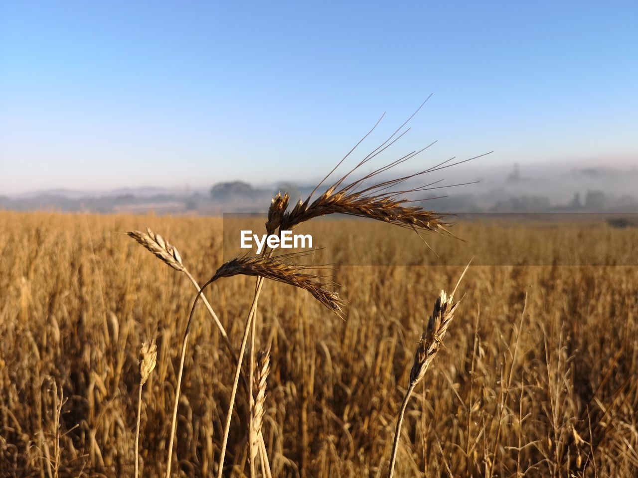 Wheat field against sky