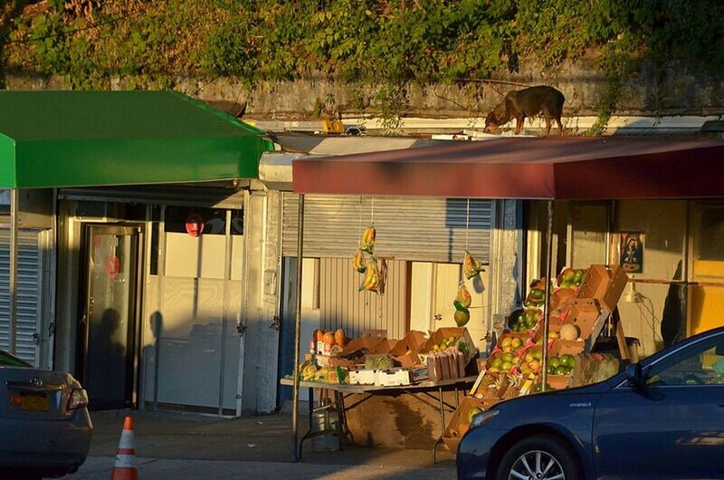 car, mode of transport, transportation, land vehicle, animal themes, one animal, mammal, day, outdoors, no people, pets, tree, architecture