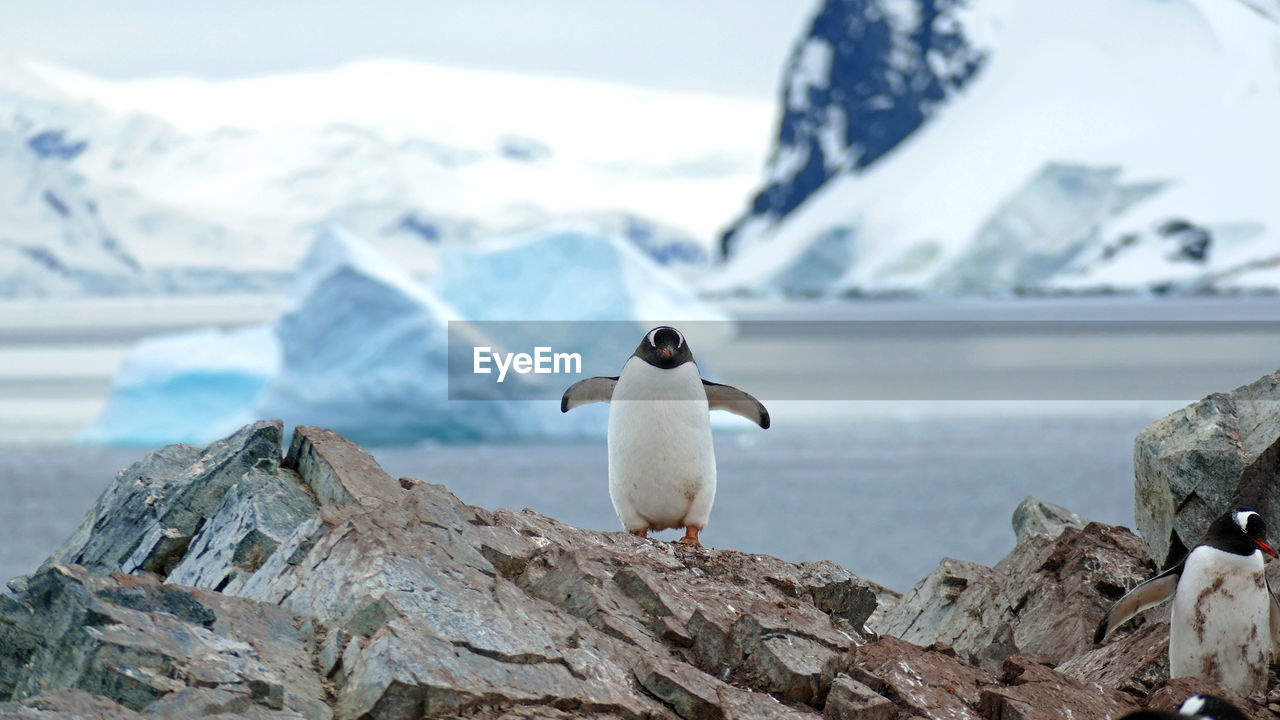 Gentoo penguin before iceberg