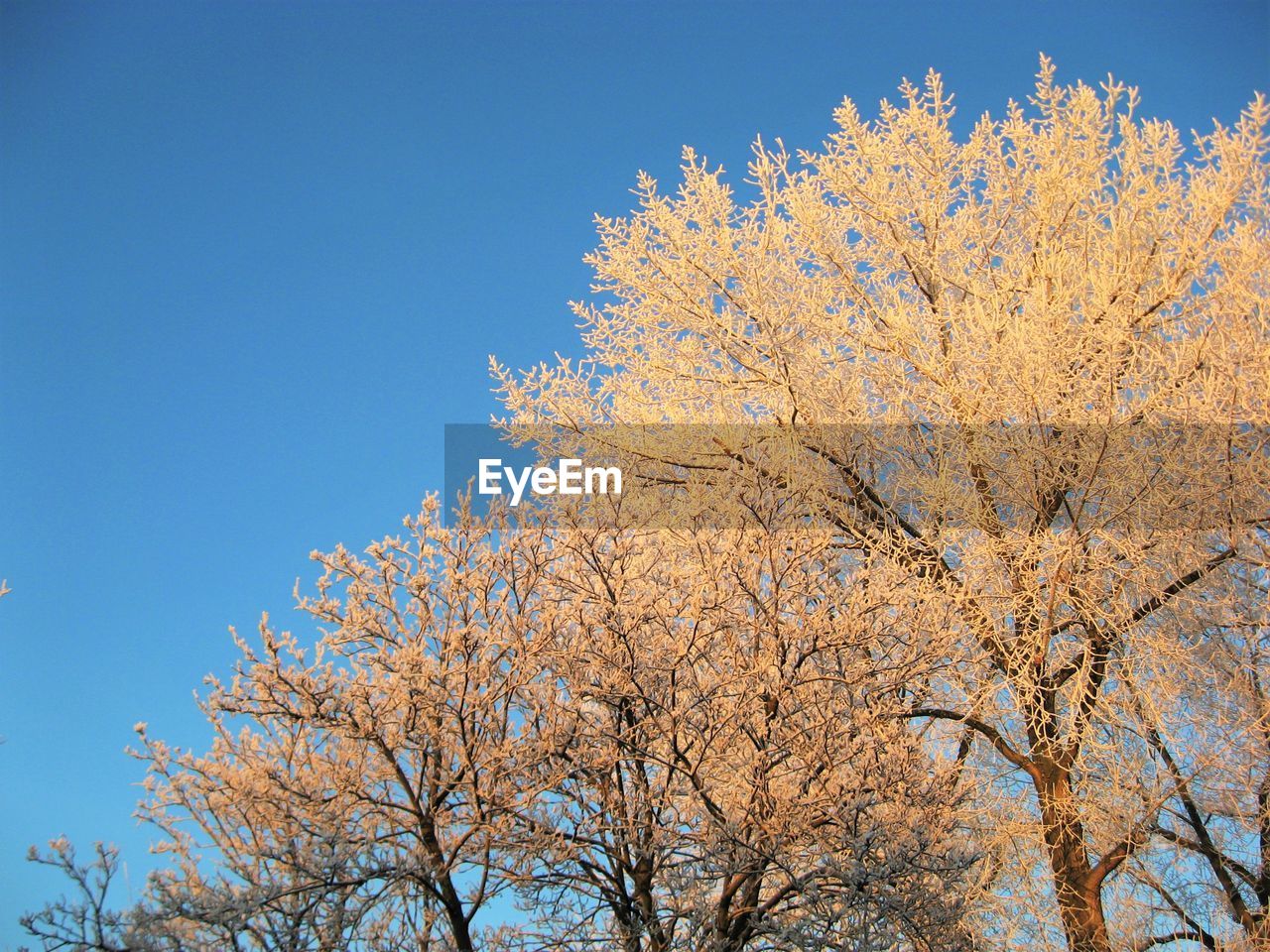 Low angle view of tree against sky