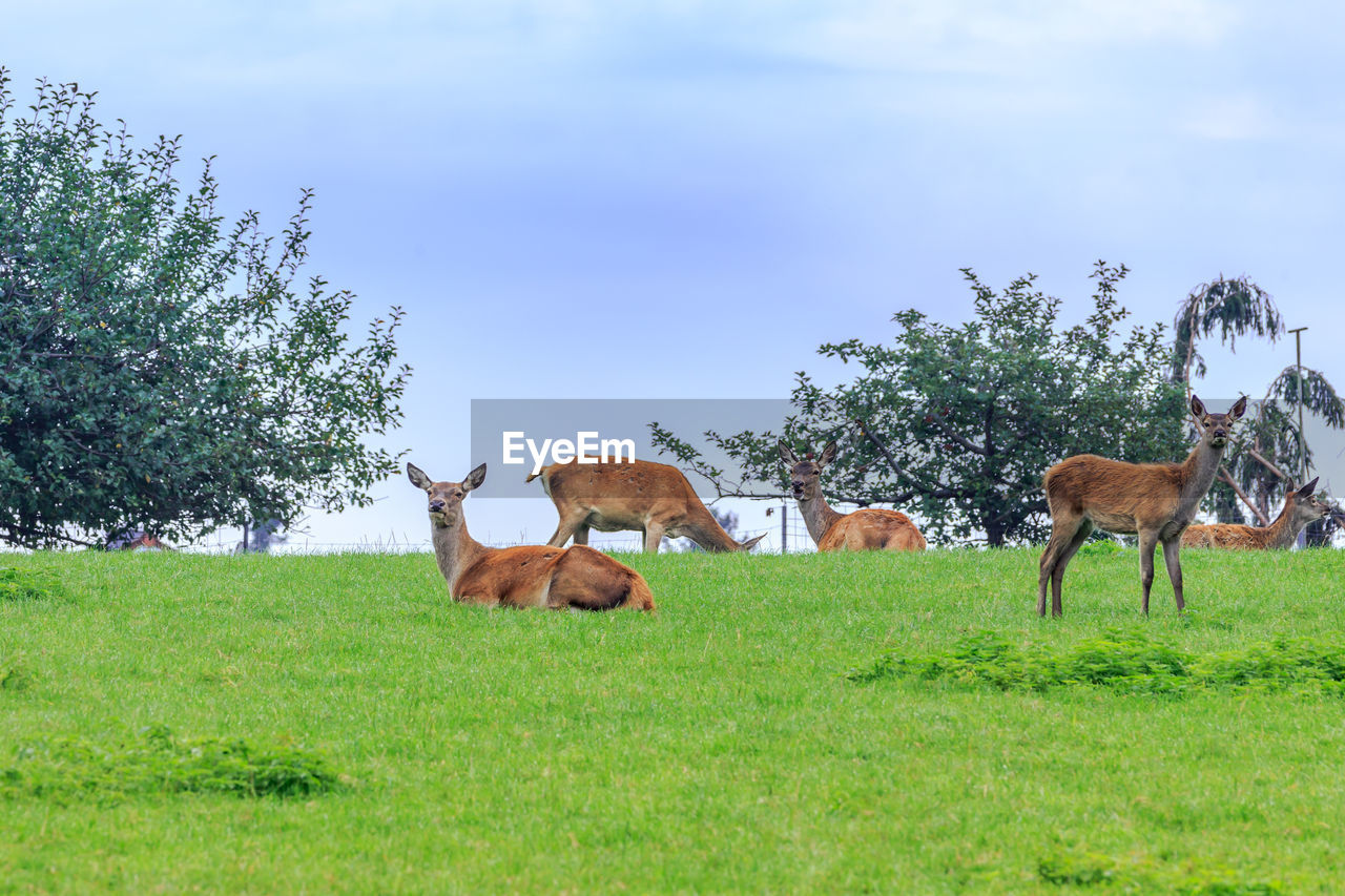 COWS GRAZING ON FIELD