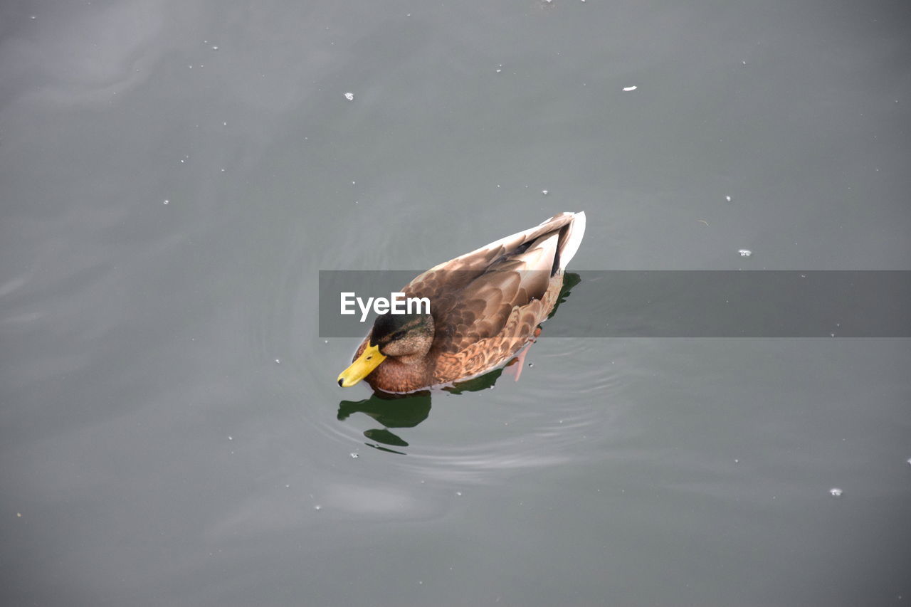 duck, animal themes, animal, water, animal wildlife, bird, wildlife, one animal, reflection, lake, ducks, geese and swans, water bird, wing, nature, mallard, no people, swimming, day, poultry, outdoors, beak, mallard duck, high angle view, floating