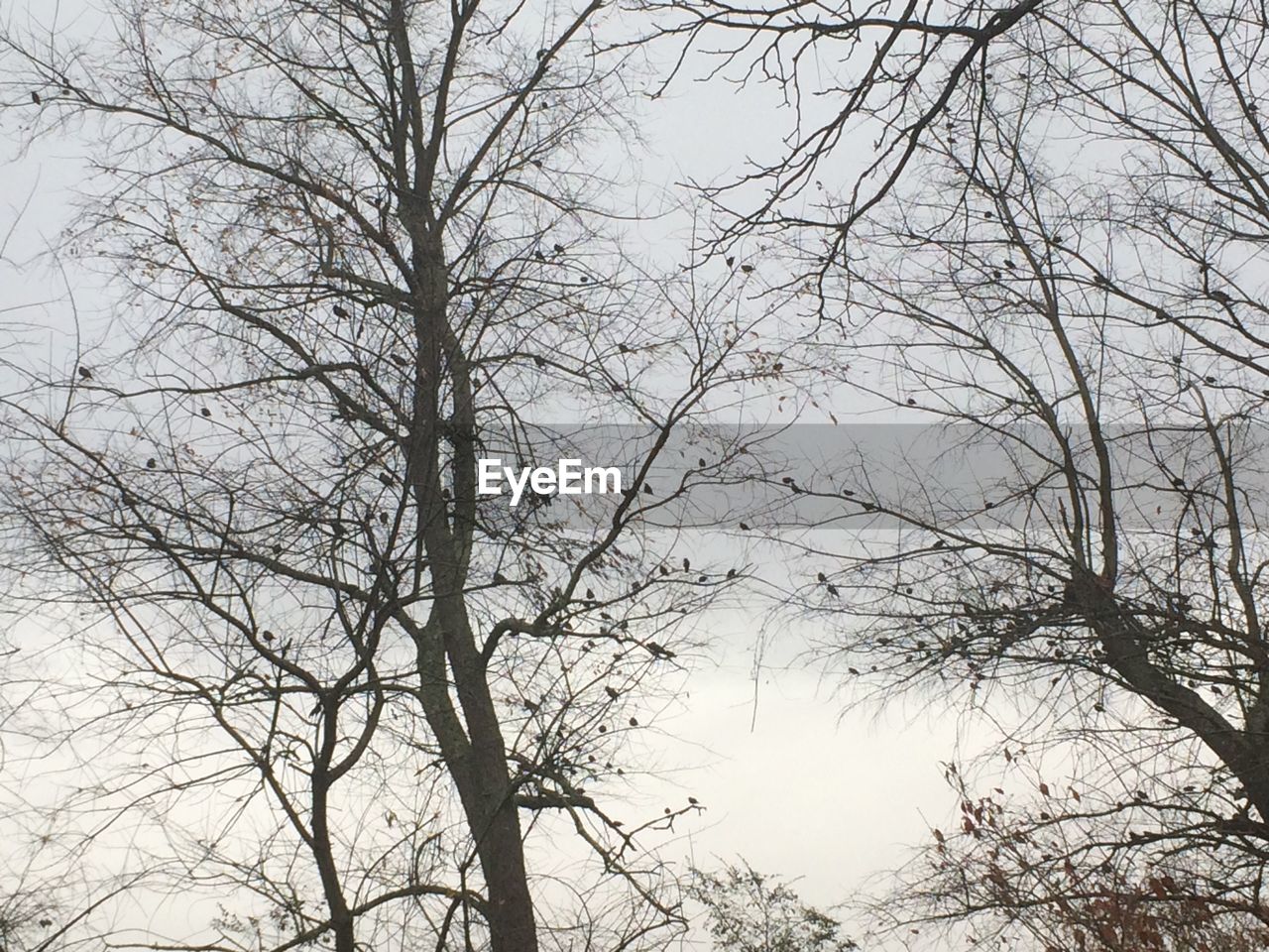 LOW ANGLE VIEW OF BARE TREE AGAINST SKY