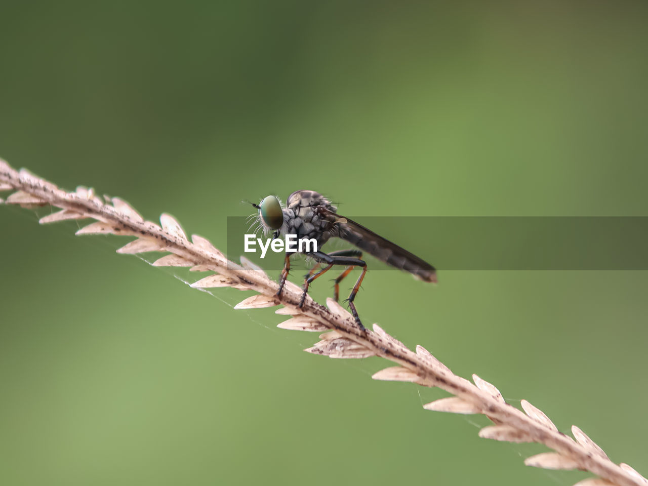 CLOSE-UP OF INSECT PERCHING ON BRANCH