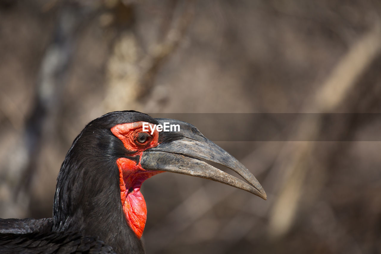 Close-up of southern ground-hornbill