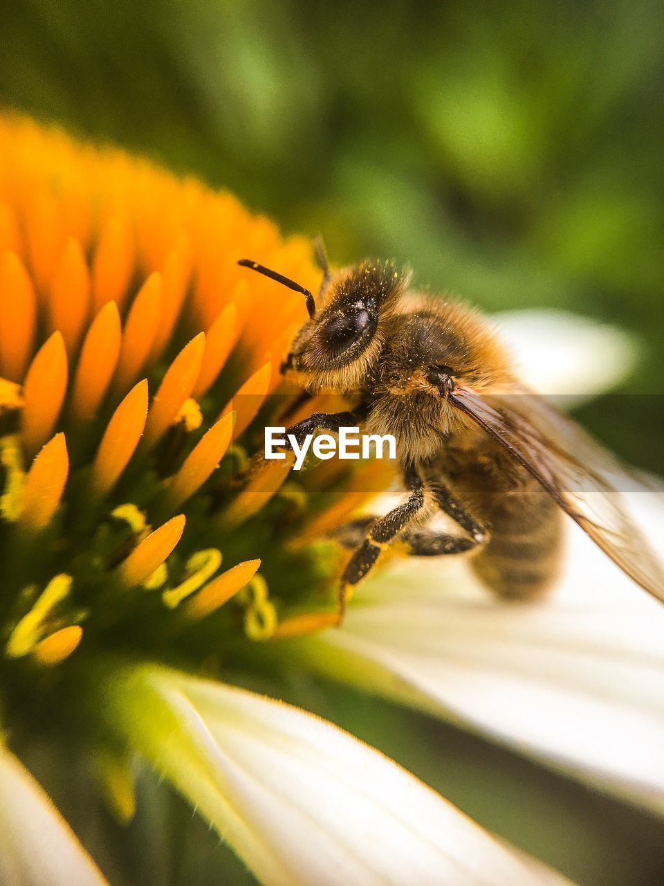 Macro shot of bee pollinating on flower