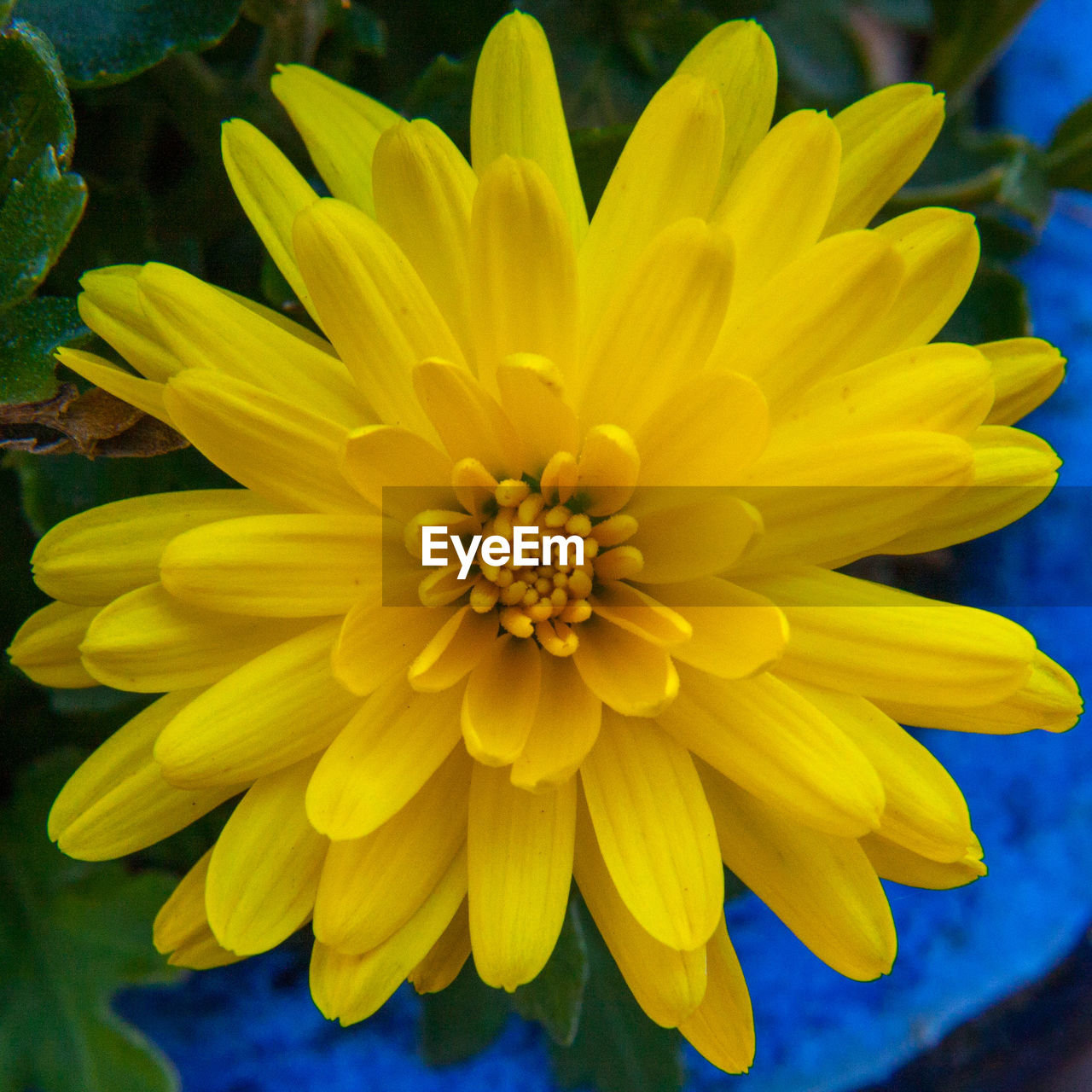 CLOSE-UP OF YELLOW FLOWERS BLOOMING