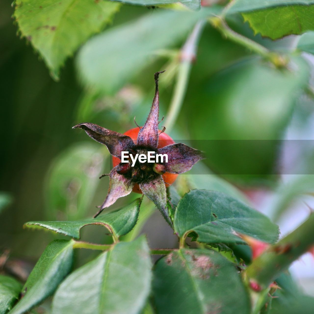 CLOSE-UP OF HOUSEFLY ON FLOWER