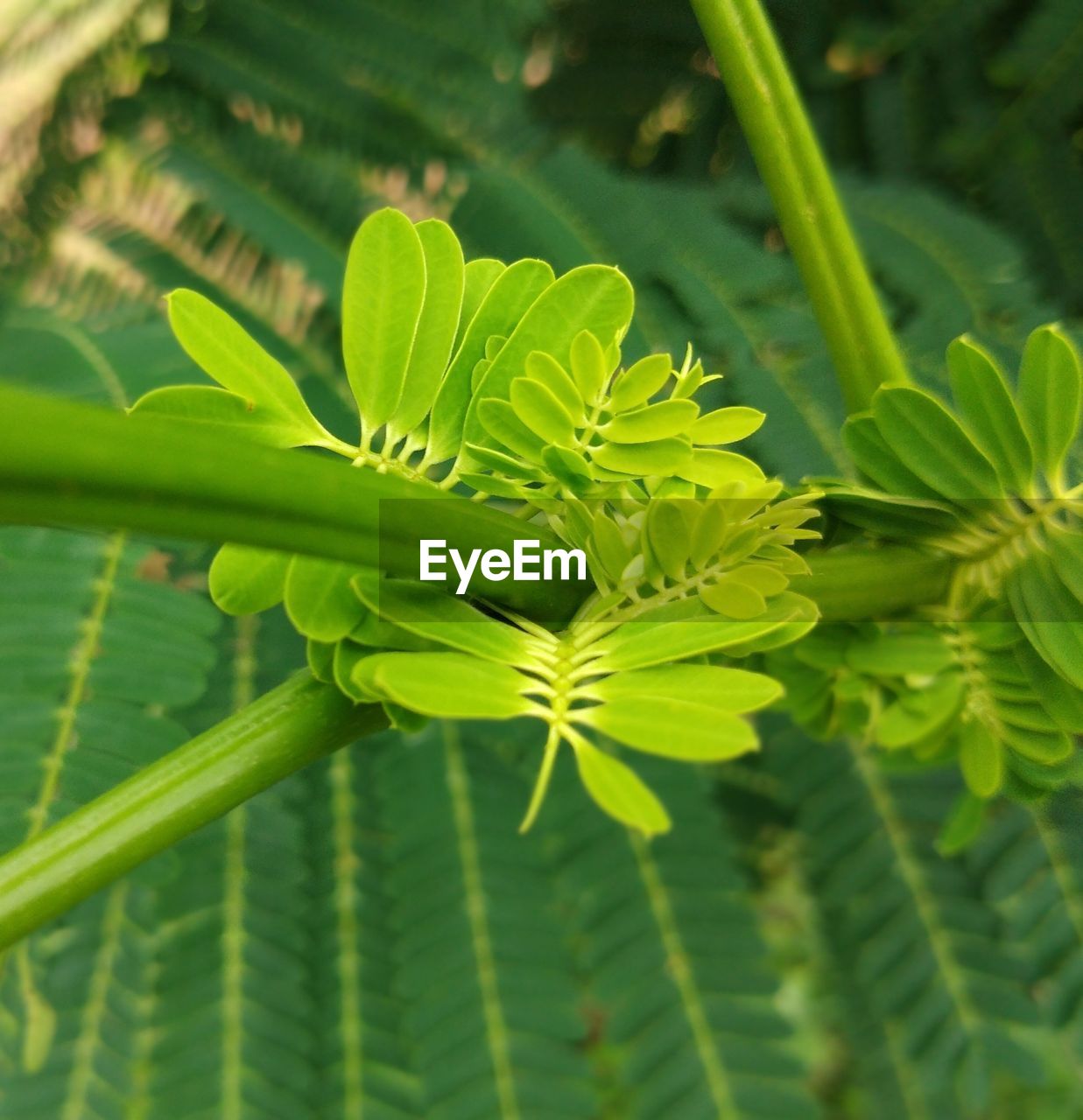 CLOSE-UP OF FRESH GREEN LEAVES