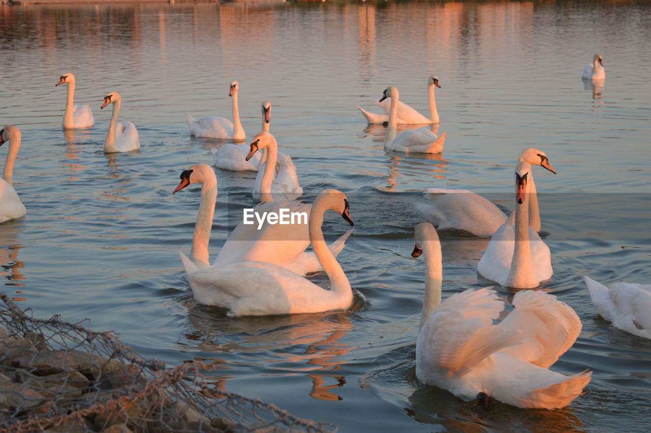 High angle view of white swans swimming in lake