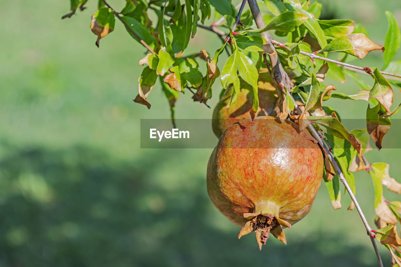 Close up pomegranates on tree banches in green nature.