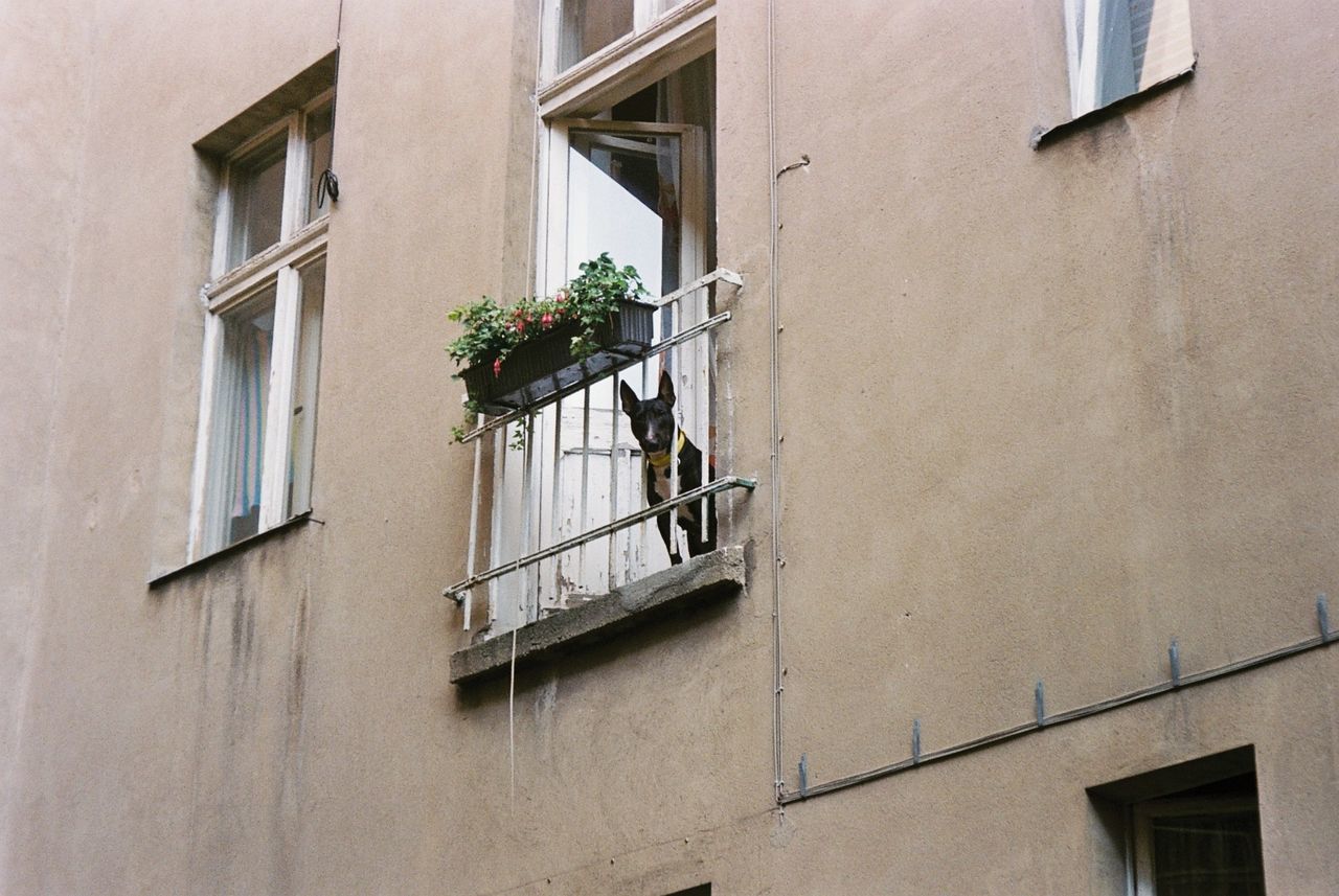 LOW ANGLE VIEW OF WINDOWS