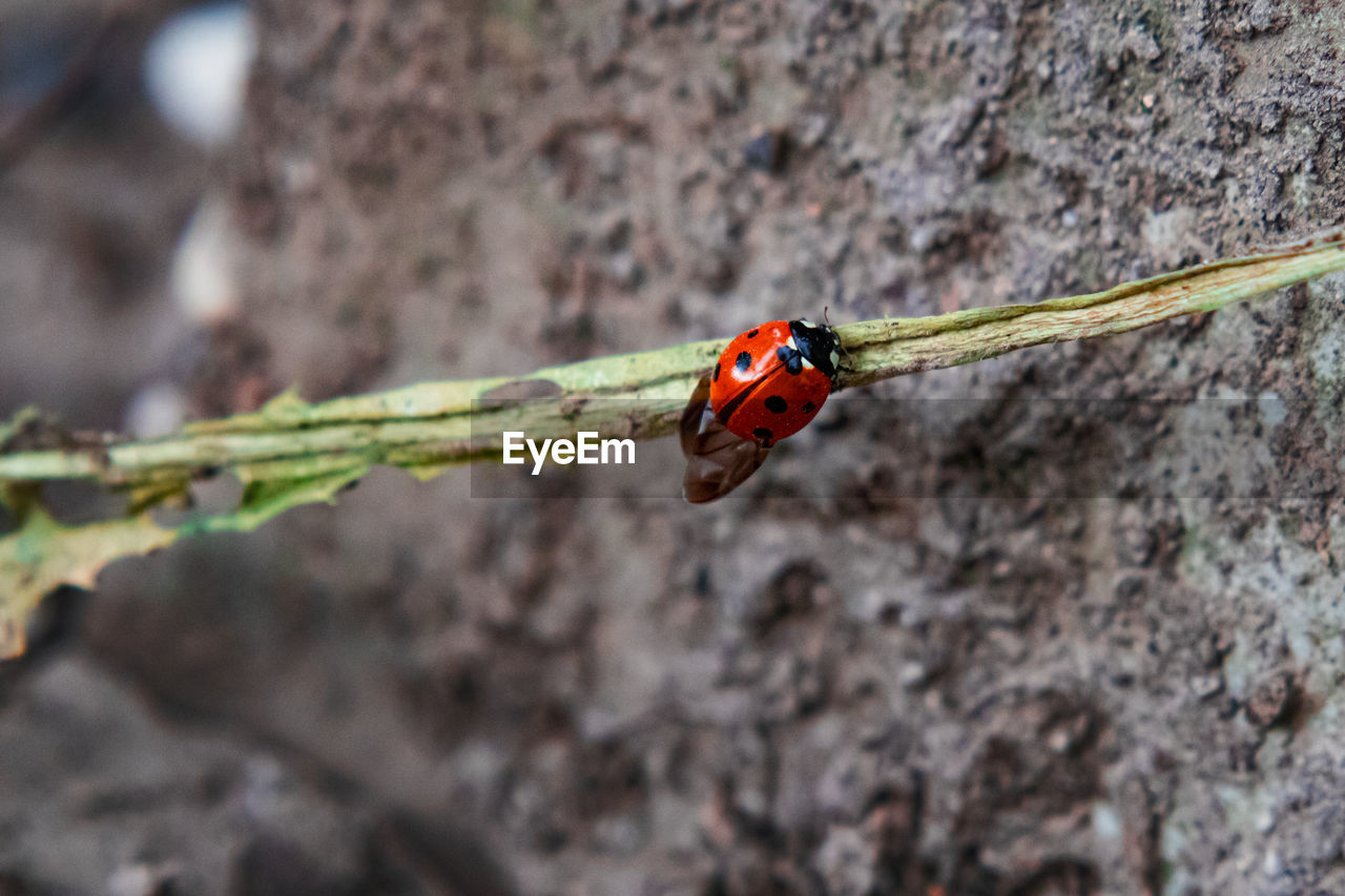 Ladybug on a stick