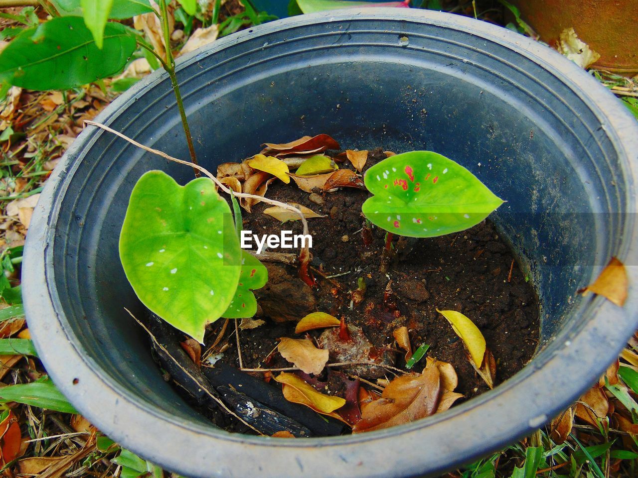 HIGH ANGLE VIEW OF GREEN POTTED PLANT ON LEAF